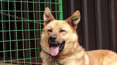 Zincire vurulmuş köpek. Hayvan istismarı kavramı..