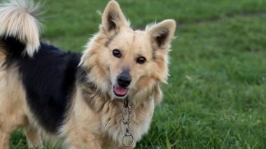 Komik bir köpeğin portresi başını döndürür ve ilgiyle bakar..