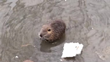 Nutria bir göletin kıyısına yüzer. Doğal ortamlarında vahşi besin..
