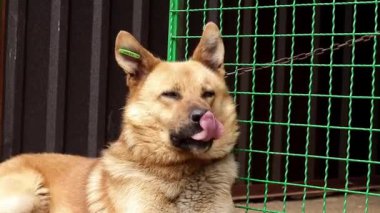 Köpek gülümsüyor. Melez, mutlu bir köpek bir havacıda dinleniyor. Mutlu, yakın plan..