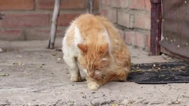 Bir evin bahçesinde yıkanan kırmızı tüylü bir kedinin portresi..