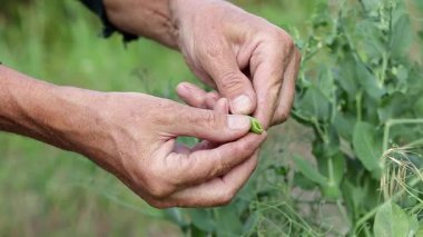 Yeşil köylünün derisini yüzen adam. Bezelye hasadı..