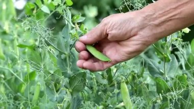 Yeşil köylüleri hasat eden adam. Bezelye hasadı..