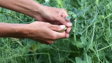 Yeşil bezelye toplayan kız, elleri kapat. Mevsimlik sebzeler ve meyveler..