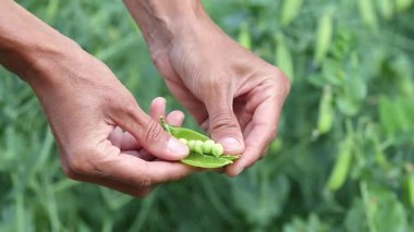 Yeşil bezelye soyan kız, eller kapalı..