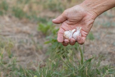 Bahçede sarımsak hasadı. Taze hasat edilmiş sarımsak. Organik tarım kavramı..