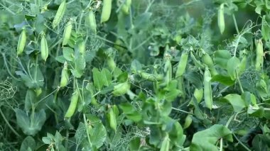 Sulu olgun kabuklu yeşil bezelye çalısı.