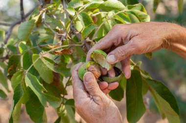 Olgun ceviz. Sonbaharda ceviz toplama kavramı..