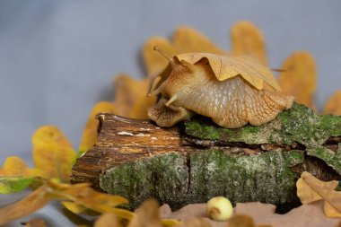 Sonbaharda Achatina salyangozu. Dev bir Achatina Salyangozunun Sonbahar Portresi..