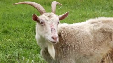 Yaşlı sevimli bir keçinin portresi. Çiftlikteki yaşlı keçi yerde taze yeşil çimen yiyor..