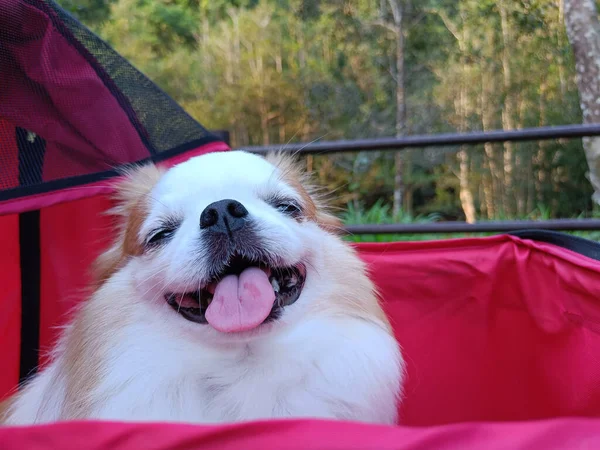 Порода Собак Чихуахуа Сидит Красной Коляске Счастливый — стоковое фото
