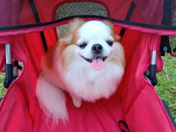 Leuke Hond Ras Chihuahua Zitten Een Rode Wandelwagen Glimlach Gelukkig — Stockfoto