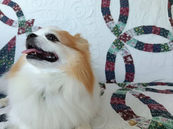 Hondenras Chihuahua Zittend Witte Bank Met Kopieerruimte — Stockfoto