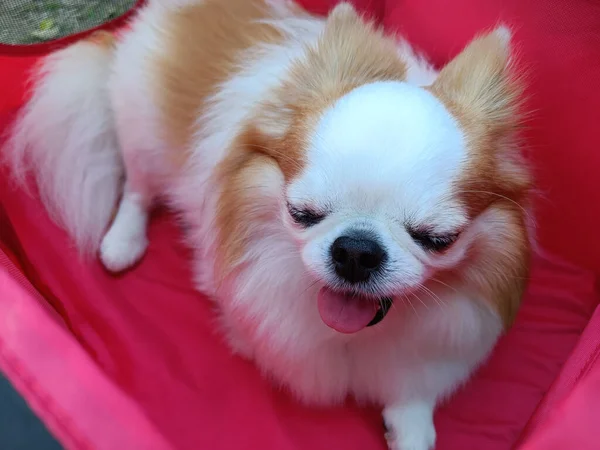 Cute Raça Cão Chihuahua Sentado Carrinho Vermelho — Fotografia de Stock