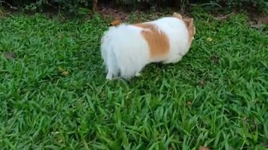 Dog breed chihuahua walking on the grass looking for a place to urinate or shit