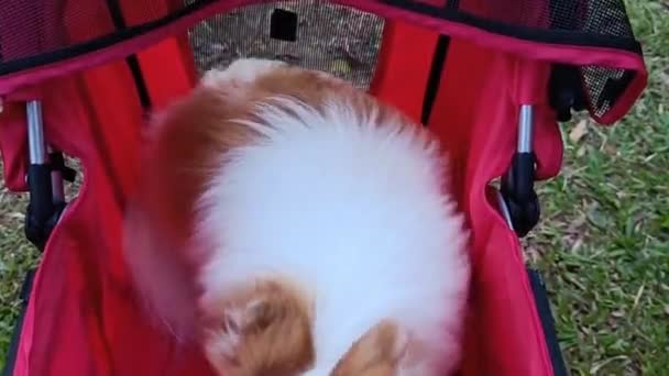 Niedliche Hunderasse Chihuahua Sitzt Roten Kinderwagen — Stockvideo