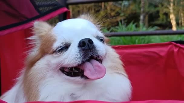 Pies Rasy Chihuahua Siedzi Czerwonym Wózku — Wideo stockowe