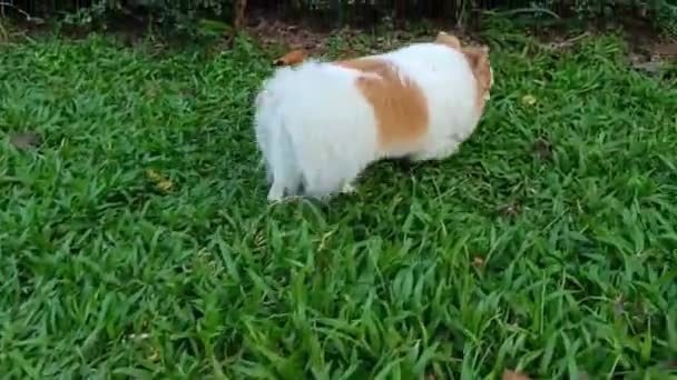 Dog Breed Chihuahua Walking Grass Looking Place Urinate Shit — Stok video