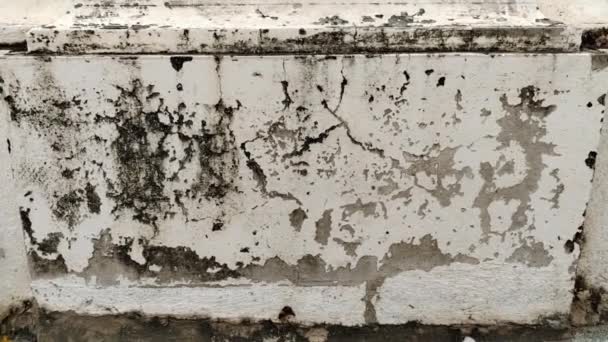 Біла Стіна Пошкоджена Водою Викликає Плісняву Лишайник Пілінг Фарби — стокове відео