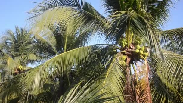 空の背景に庭のココナッツの木 — ストック動画