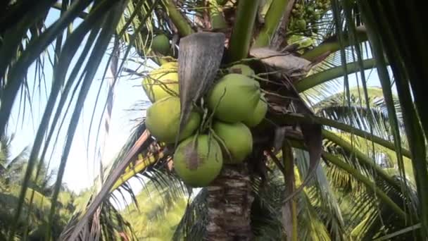 空の背景に庭の自然木の上の緑のココナッツの果物 — ストック動画