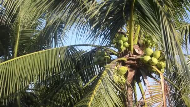 Кокосовое Дерево Саду Фоне Неба — стоковое видео