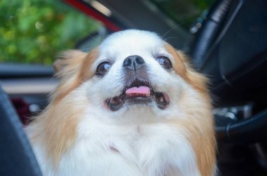 Portrait of white chihuahua dog sitting in front of car prepare to travel