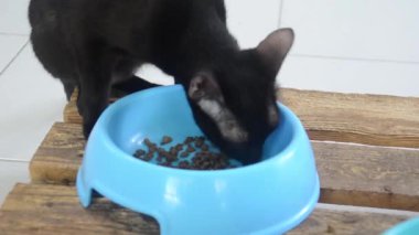 black cat eating food cat on a blue bowl. Cute domestic animal.