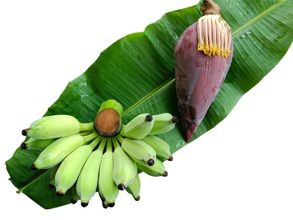 green raw banana and banana blossom on banana leaf on white background with clipping path