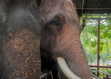 Close up view of an elephant's face from the side in Thailand.