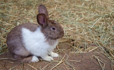 Little brown mix white rabbit on grass, farm rabbit, easter bunny