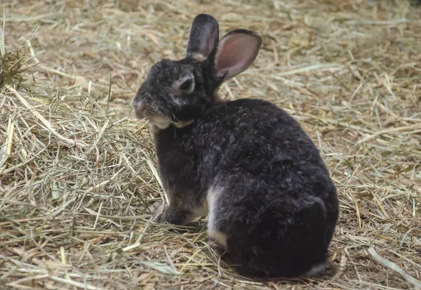 Black rabbit on grass, farm rabbit, easter bunny