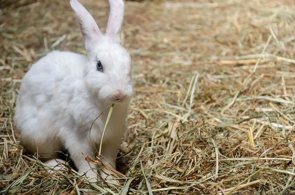 white rabbit eating grass on the grass farm rabbit, easter bunny