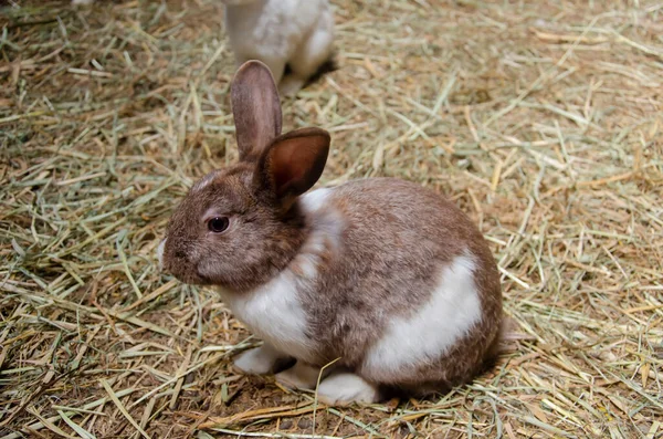 Brown rabbit on the grass, farm rabbit, easter bunny