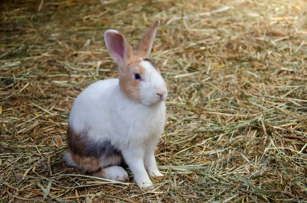 Little white rabbit sit on grass, farm rabbit, easter bunny