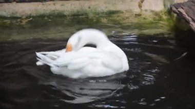 Beyaz ördek yüzüyor ve gölde oynuyor.