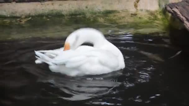 Белая Утка Плавает Играет Пруду — стоковое видео