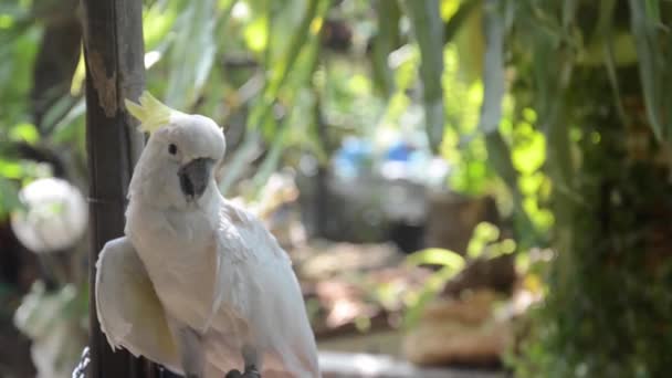 Pet Domestic White Parrot Cockatoo Raised Open Garden House — Stock videók