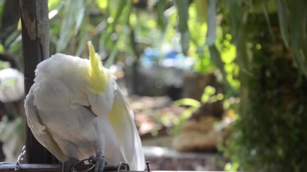 Λευκοί Παπαγάλοι Μεγαλώνουν Ένα Ανοιχτό Σπίτι Στον Κήπο — Αρχείο Βίντεο