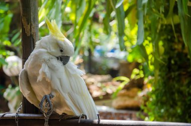 White parrots are raised in an outdoor garden.