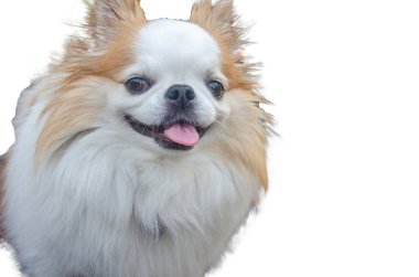 Cute chihuahua smiling face on white background with clipping path