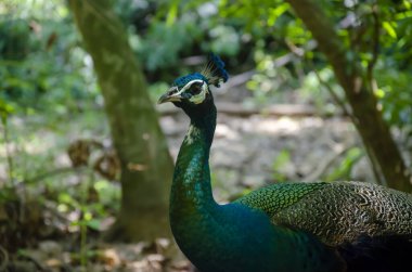 Tavus kuşu yüzü vahşi doğada duruyor.
