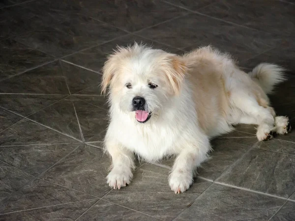 家の外に取り残された捨てられた白い犬貧しい悲しい — ストック写真