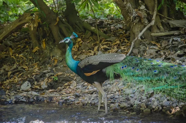 Peacock Natural Forest Stream — Stock Photo, Image