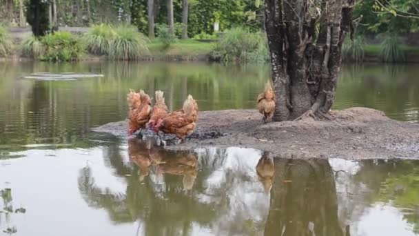 Herde Brauner Hühner Trinkt Wasser Einem Natürlichen Teich — Stockvideo