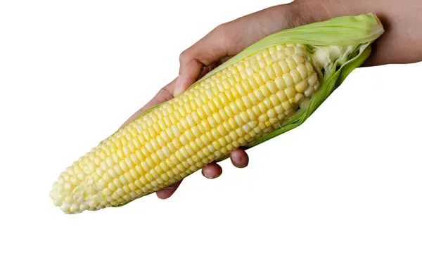 Rolnik Ręka Gospodarstwa Surowego Kukurydzy Izolowane Białym Tle Ścieżką Obcinania — Zdjęcie stockowe