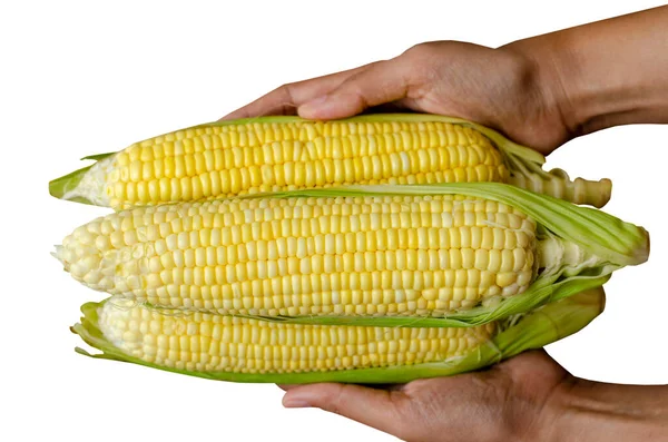 Фермерська Рука Тримає Кукурудзу Ізольовано Білому Тлі Відсічним Контуром Вид — стокове фото
