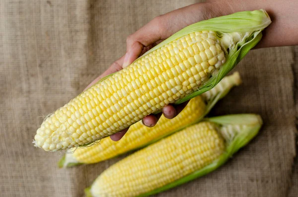 Farmer Hand Holding Raw Corn Top View — Stock Photo, Image