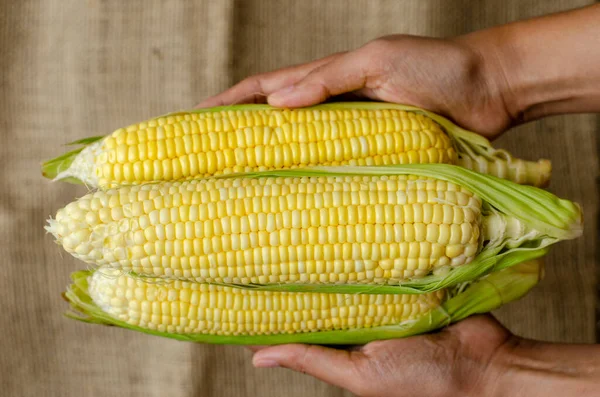 Farmer Hand Holding Corn Top View — Stock Photo, Image