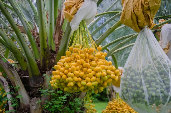 Žluté Čerstvé Datlové Palmové Ovoce Rostlině Zahradě — Stock fotografie